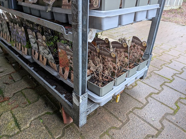 2x deense kar met diverse planten in pot - afbeelding 59 van  62