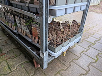 2x deense kar met diverse planten in pot - afbeelding 59 van  62