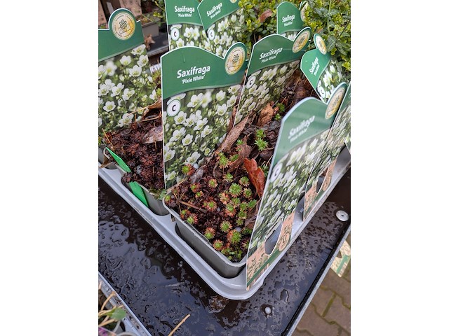 2x deense kar met diverse planten in pot - afbeelding 56 van  62