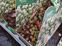 2x deense kar met diverse planten in pot - afbeelding 56 van  62