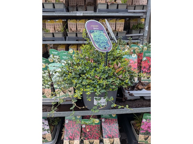 2x deense kar met diverse planten in pot - afbeelding 60 van  62