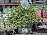 2x deense kar met diverse planten in pot - afbeelding 60 van  62