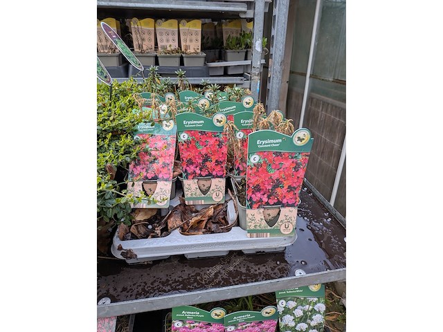 2x deense kar met diverse planten in pot - afbeelding 61 van  62