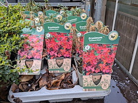 2x deense kar met diverse planten in pot - afbeelding 61 van  62