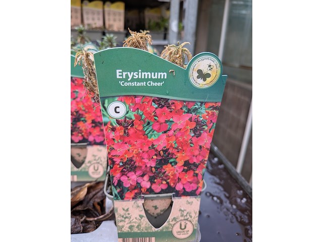 2x deense kar met diverse planten in pot - afbeelding 62 van  62