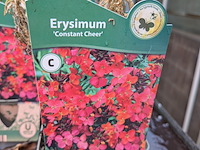 2x deense kar met diverse planten in pot - afbeelding 62 van  62