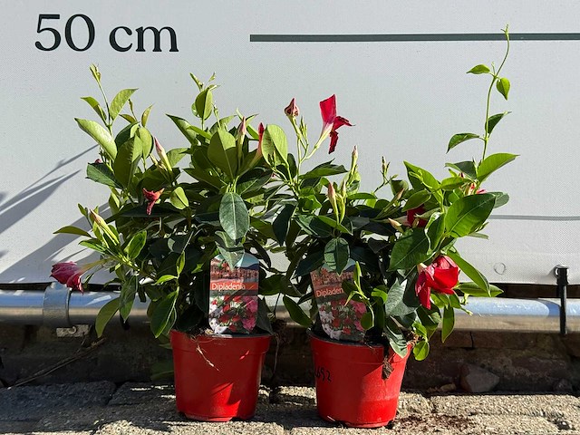 2x dipladenia mix - dipladenia rio - hoogte ca. 20 cm - afbeelding 1 van  5