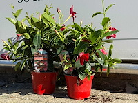 2x dipladenia mix - dipladenia rio - hoogte ca. 20 cm - afbeelding 4 van  5