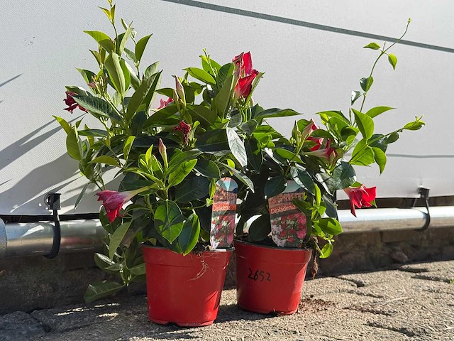 2x dipladenia mix - dipladenia rio - hoogte ca. 20 cm - afbeelding 5 van  5