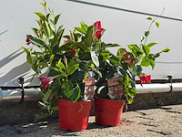 2x dipladenia mix - dipladenia rio - hoogte ca. 20 cm - afbeelding 5 van  5
