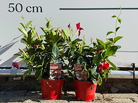 2x dipladenia mix - dipladenia rio - hoogte ca. 20 cm - afbeelding 1 van  5
