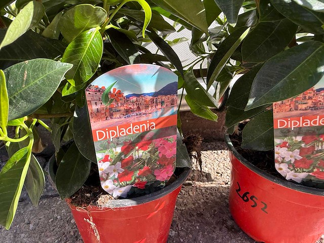 2x dipladenia mix - dipladenia rio - hoogte ca. 20 cm - afbeelding 3 van  5