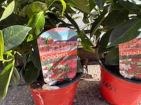 2x dipladenia mix - dipladenia rio - hoogte ca. 20 cm - afbeelding 3 van  5