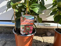 2x dipladenia piramide mix - dipladenia piramide mix - hoogte ca. 40 cm - afbeelding 2 van  5