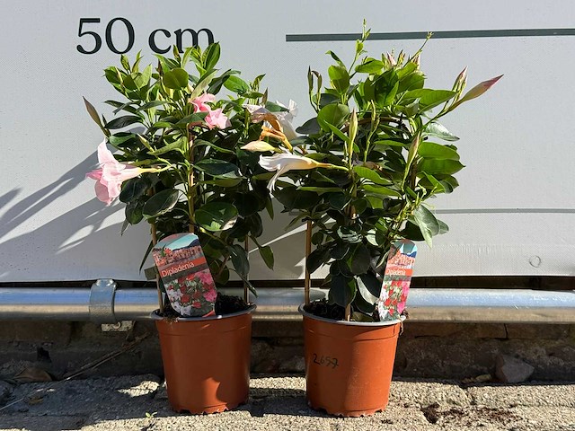 2x dipladenia piramide mix - dipladenia piramide mix - hoogte ca. 40 cm - afbeelding 1 van  5