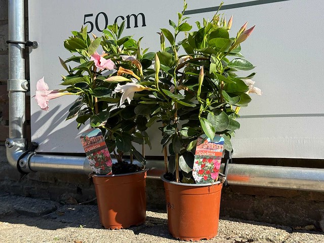 2x dipladenia piramide mix - dipladenia piramide mix - hoogte ca. 40 cm - afbeelding 3 van  5