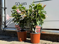 2x dipladenia piramide mix - dipladenia piramide mix - hoogte ca. 40 cm - afbeelding 3 van  5