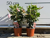 2x dipladenia piramide mix - dipladenia piramide mix - hoogte ca. 40 cm - afbeelding 1 van  5