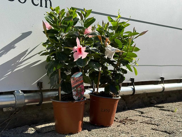 2x dipladenia piramide mix - dipladenia piramide mix - hoogte ca. 40 cm - afbeelding 4 van  5