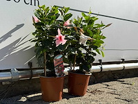 2x dipladenia piramide mix - dipladenia piramide mix - hoogte ca. 40 cm - afbeelding 4 van  5