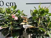 2x dipladenia piramide mix - dipladenia piramide mix - hoogte ca. 40 cm - afbeelding 5 van  5