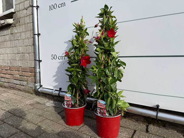 2x dipladenia piramide mix - dipladenia piramide mix - hoogte ca. 40 cm - afbeelding 2 van  3