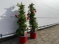 2x dipladenia piramide mix - dipladenia piramide mix - hoogte ca. 40 cm - afbeelding 3 van  3