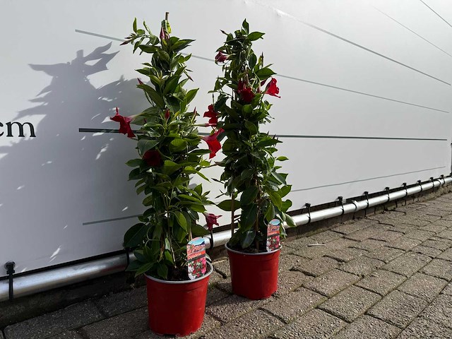 2x dipladenia piramide mix - dipladenia piramide mix - hoogte ca. 70 cm - afbeelding 2 van  2