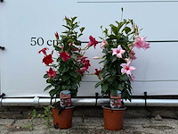 2x dipladenia piramide mix - dipladenia rio - hoogte ca. 70 cm - afbeelding 1 van  3