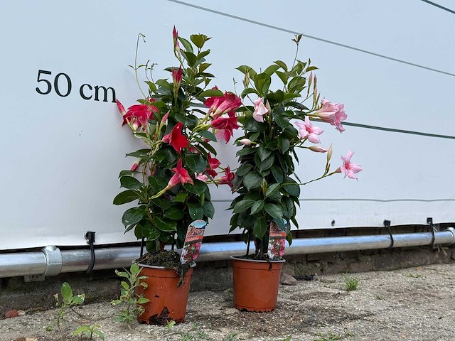 2x dipladenia piramide mix - dipladenia rio - hoogte ca. 70 cm - afbeelding 3 van  3