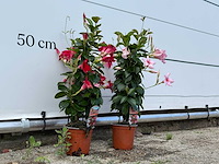 2x dipladenia piramide mix - dipladenia rio - hoogte ca. 70 cm - afbeelding 3 van  3