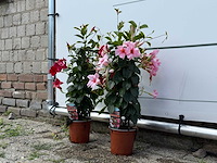 2x dipladenia piramide mix - dipladenia rio - hoogte ca. 70 cm - afbeelding 2 van  2