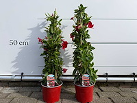 2x dipladenia piramide mix - hoogte ca. 60 cm - afbeelding 1 van  2