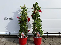 2x dipladenia piramide rood - dipladenia piramide mix - hoogte ca. 40 cm - afbeelding 1 van  3