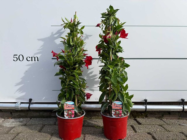 2x dipladenia piramide rood - dipladenia piramide mix - hoogte ca. 40 cm - afbeelding 1 van  2