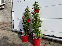 2x dipladenia piramide rood - dipladenia piramide mix - hoogte ca. 40 cm - afbeelding 2 van  2