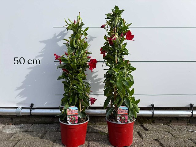 2x dipladenia piramide rood - dipladenia piramide mix - hoogte ca. 60 cm - afbeelding 1 van  3