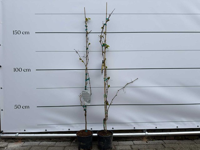 2x druivenboom - vitis vinifera - hoogte ca. 160 cm - afbeelding 1 van  3