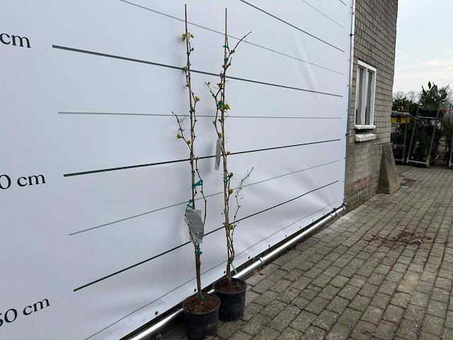 2x druivenboom - vitis vinifera - hoogte ca. 160 cm - afbeelding 3 van  3