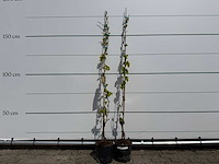 2x druivenboom - vitis vinifera - hoogte ca. 160 cm - afbeelding 1 van  3