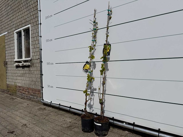 2x druivenboom - vitis vinifera - hoogte ca. 160 cm - afbeelding 2 van  3