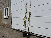 2x druivenboom - vitis vinifera - hoogte ca. 160 cm - afbeelding 2 van  3