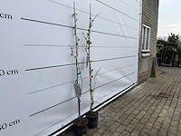 2x druivenplant - vitis vinifera - hoogte ca. 150 cm - afbeelding 3 van  3