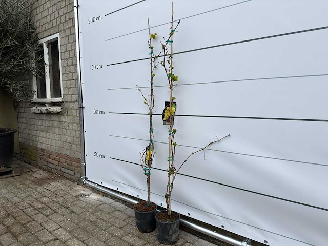 2x druivenplant - vitis vinifera - hoogte ca. 150 cm - afbeelding 2 van  2