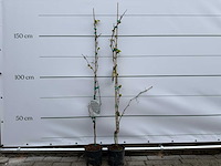 2x druivenplant - vitis vinifera - hoogte ca. 150 cm - afbeelding 1 van  2