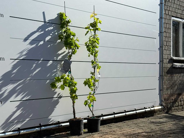 2x druivenplant - vitis vinifera - hoogte ca. 150 cm - afbeelding 4 van  5