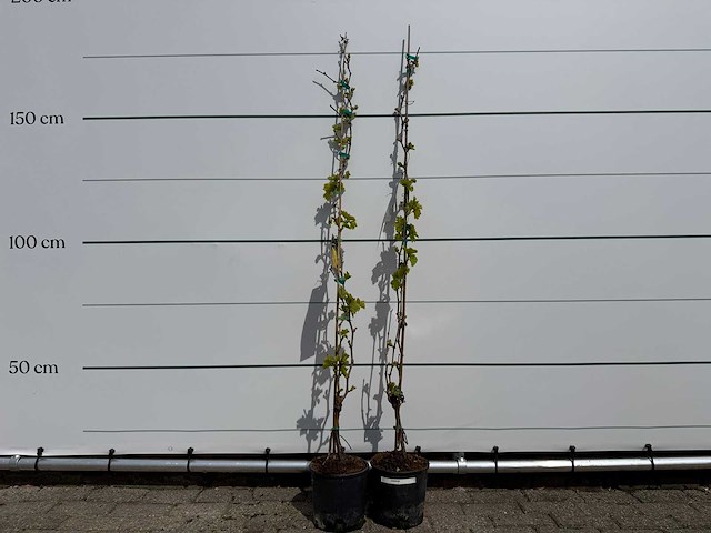 2x druivenplant - vitis vinifera - hoogte ca. 160 cm - afbeelding 1 van  3
