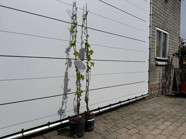 2x druivenplant - vitis vinifera - hoogte ca. 160 cm - afbeelding 3 van  3