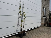 2x druivenplant - vitis vinifera - hoogte ca. 160 cm - afbeelding 3 van  3