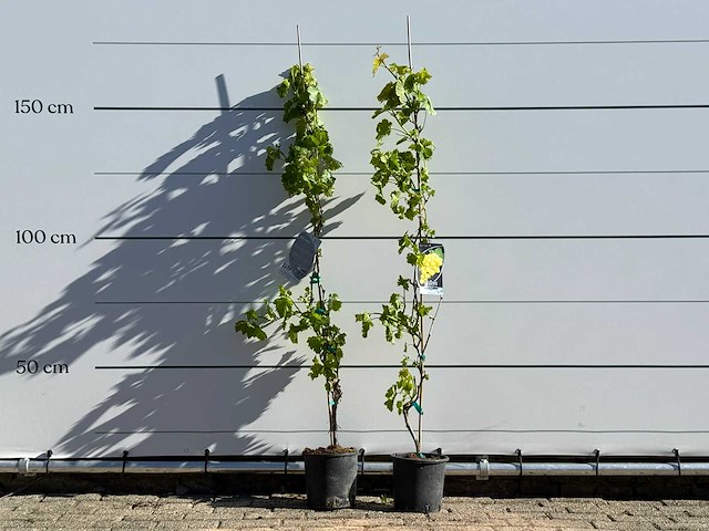 2x druivenplant - vitis vinifera - hoogte ca. 170 cm - afbeelding 1 van  5